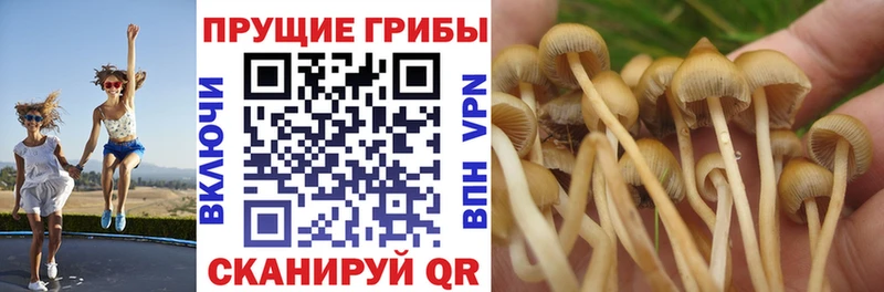 Псилоцибиновые грибы MAGIC MUSHROOMS  цены наркотик  Димитровград 